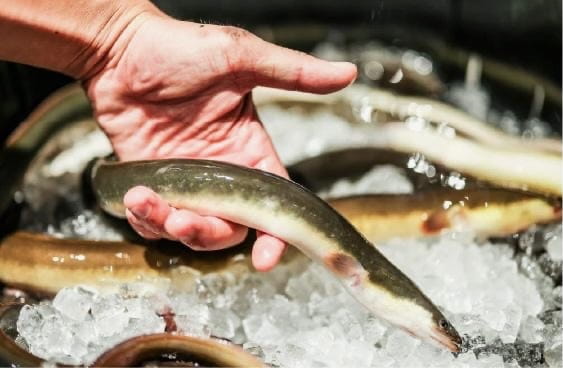 うなぎの目利きをしている様子